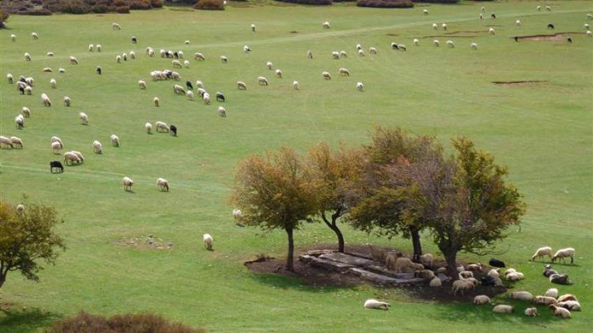 Έλεγχοι Ο.Π.Ε.Κ.Ε.Π.Ε. σε ενισχύσεις βοσκοτόπων σε καλή κατάσταση