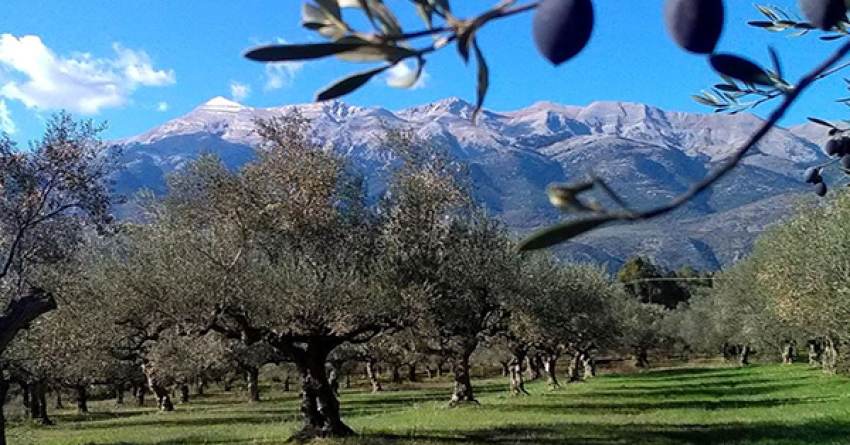 Επιστολή Προέδρου Επιμελητηρίου Λακωνίας για ίδρυση ΑΕΙ ελαιοκομίας στη Λακωνία