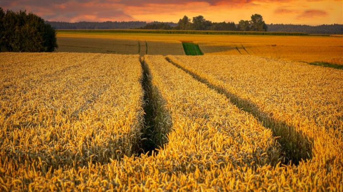 Νέοι Αγρότες, Σχέδια Βελτίωσης, Βιολογική…