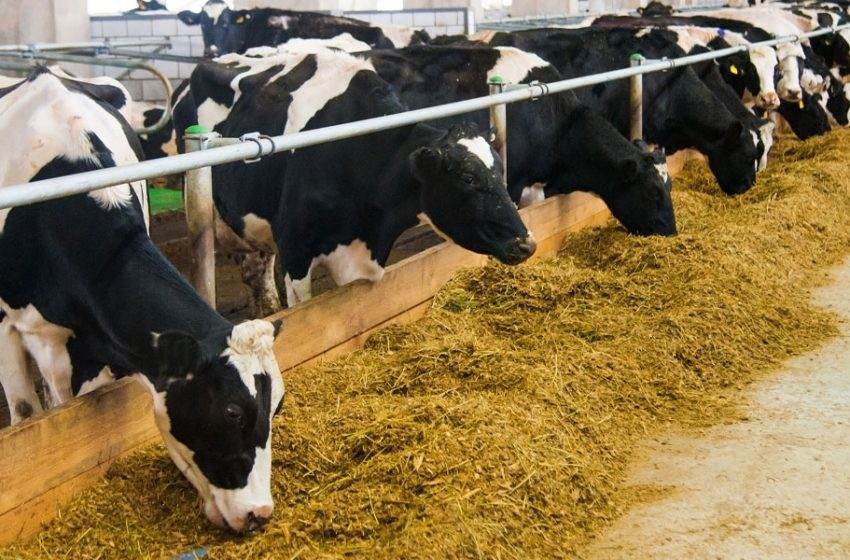 Η κυβέρνηση οφείλει να αντιμετωπίσει άμεσα τη διαρκώς μειούμενη παραγωγή εγχώριου γάλατος