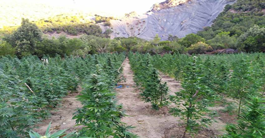 Γονείς και γιος καλλιεργούσαν 3.680 χασισόδεντρα