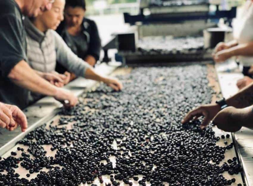 Κορινθιακή Σταφίδα: Κινδυνεύει να μείνει στα αζήτητα