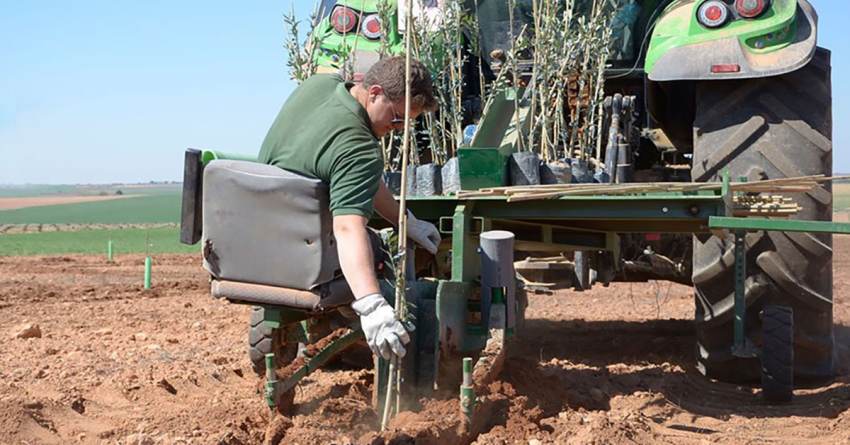 Ισχυρή πριμοδότηση από τα Σχέδια Βελτίωσης για φυτεύσεις νέων ελαιώνων