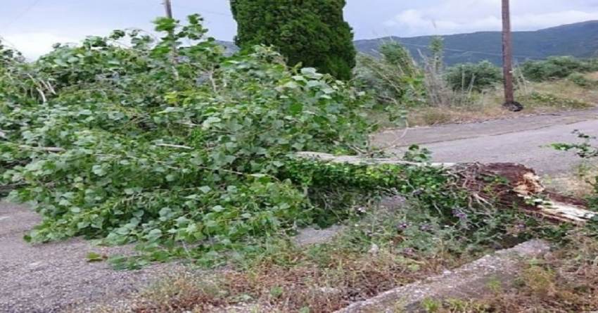 Γεωργίτσι: Τραγικός θάνατος για 68χρονο που καταπλακώθηκε από δέντρο