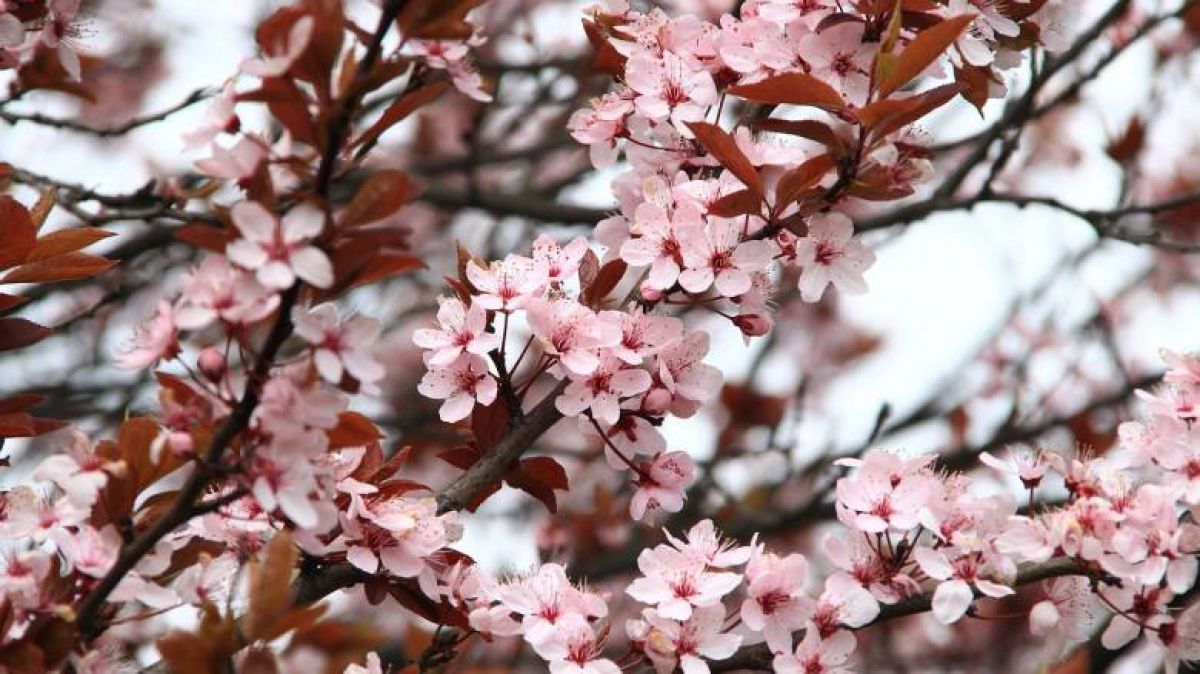 H κλιματική αλλαγή φέρνει την άνοιξη νωρίτερα