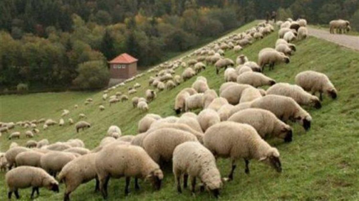 ΣΕΚ: Η πρωτογενής παραγωγή τροφοδοτεί πολλούς κλάδους της οικονομίας