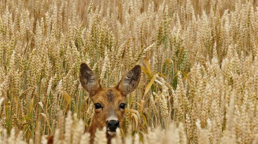 ΟΠΕΚΕΠΕ: Εγκύκλιος σχετικά με τη διαδικασία μεταβίβασης δικαιωμάτων Βασικής Ενίσχυσης 2022