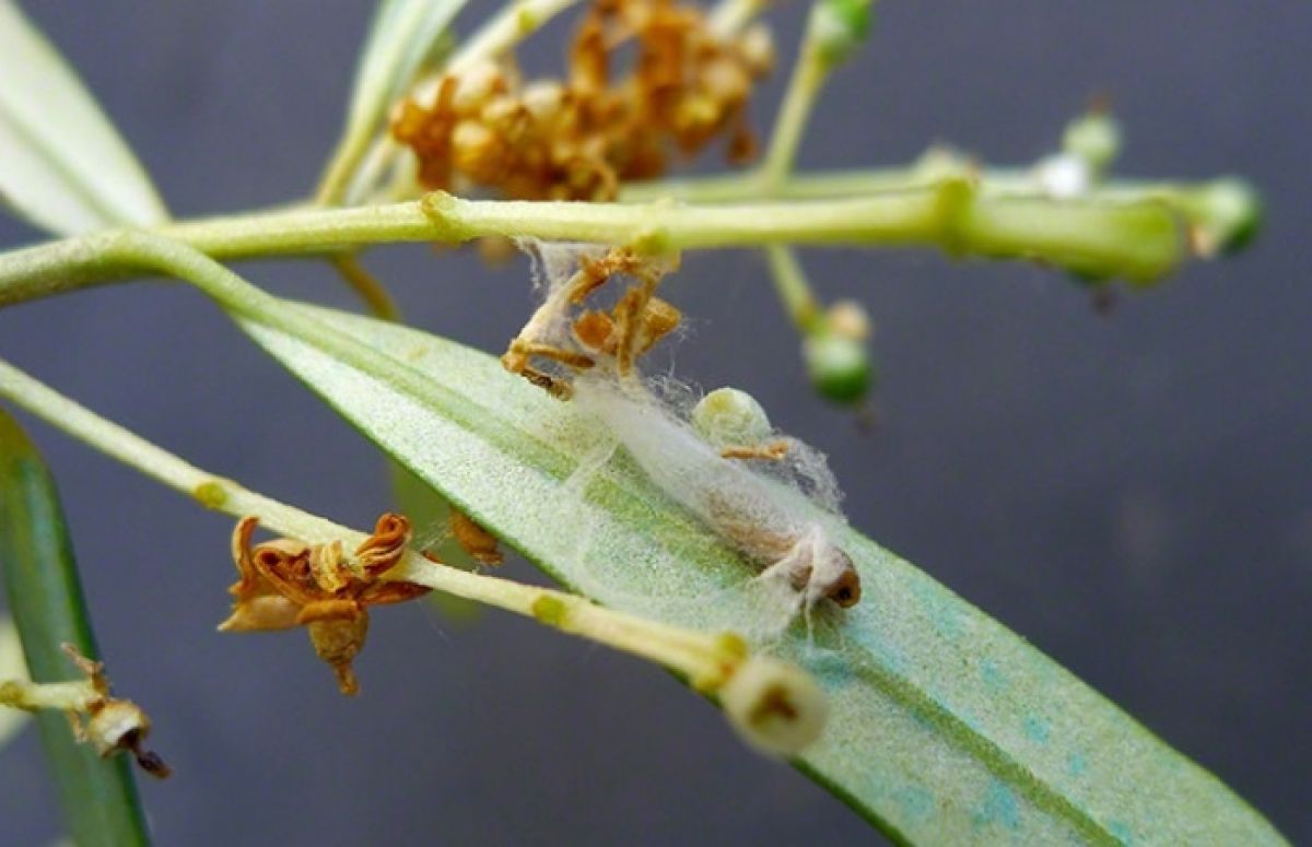 Ελιά: Σε εξέλιξη η πτήση του πυρηνοτρήτη – Πότε ψεκάζουμε