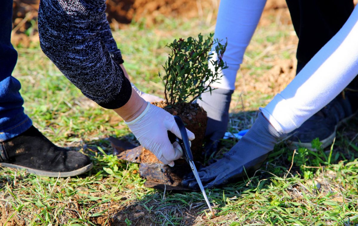 Αναβολή προγραμματισμένης δενδροφύτευσης στο ΧΑΔΑ Αφυσσού