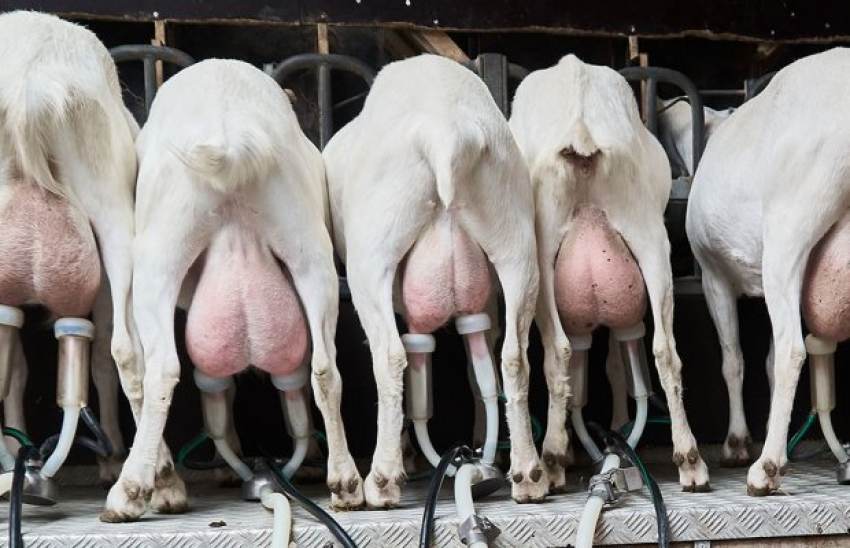 Ήδη δίνουν γαλακτοβιομηχανίες τιμή στο πρόβειο 1,65 και στο γιδινό 1 ευρώ