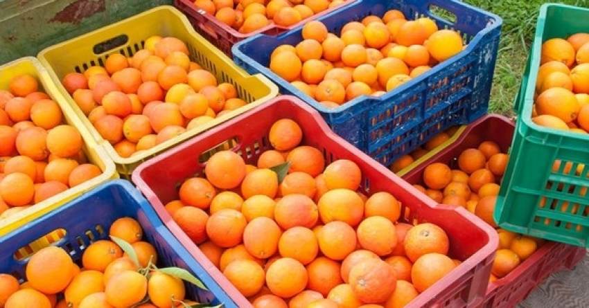 Μουδιασμένη η αγορά πορτοκαλιού, ξεκίνησαν Μέρλιν αλλά υπάρχουν ακόμη πολλές Ναβαλίνες