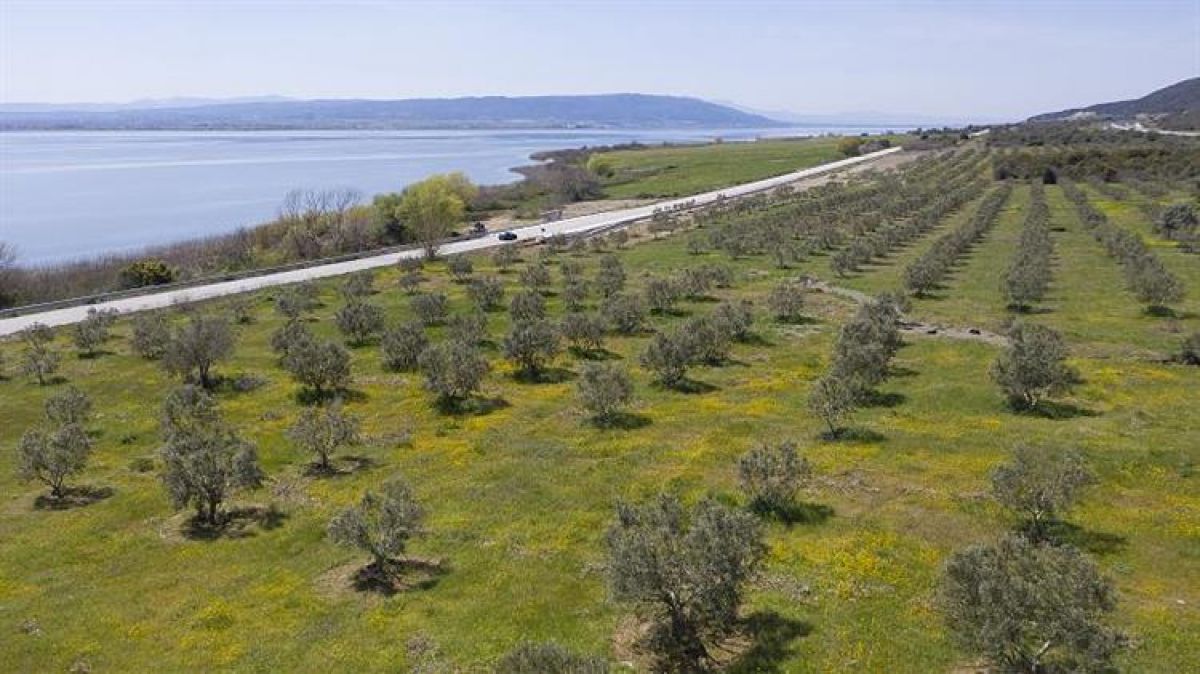 Μοναδικό στη Μεσόγειο δασόκτημα με 60.000 αγριελιές στη Βόλβη