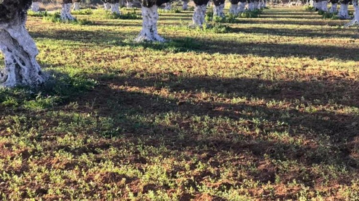 Έρχεται η πληρωμή με 70 ευρώ το στρέμμα στην Ελιά Καλαμών