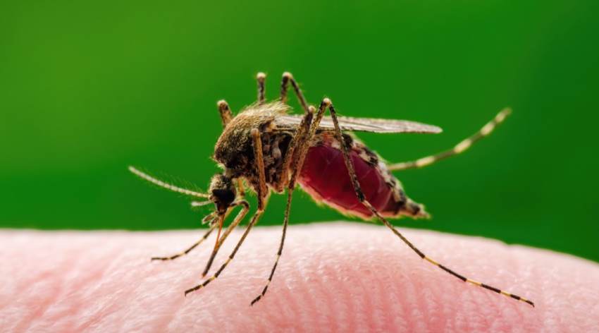 Ιός του Δυτικού Νείλου: Επιπλέον 14 νέα κρούσματα ανακοίνωσε ο ΕΟΔΥ