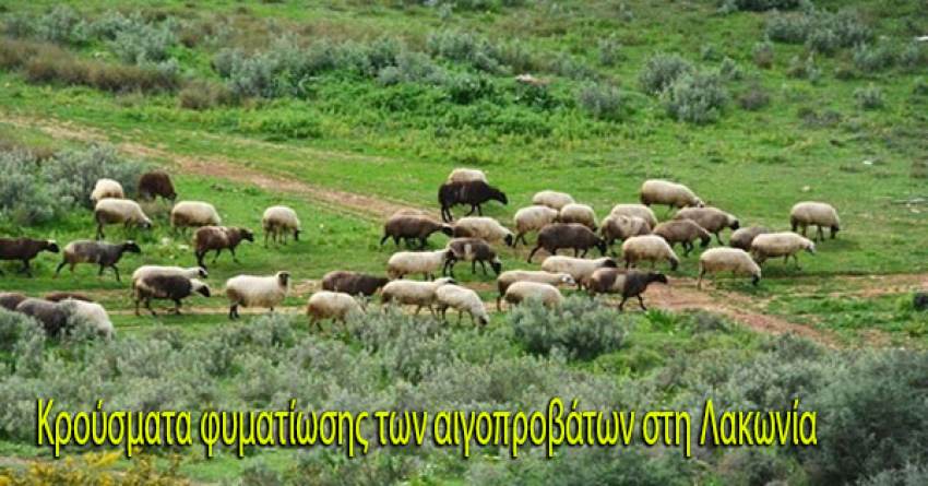 Κρούσματα φυματίωσης των αιγοπροβάτων στη Λακωνία