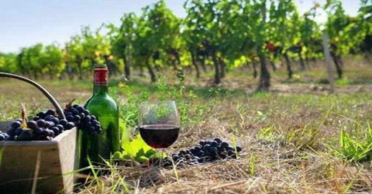 Πρόγραμμα Αναδιάρθρωσης και Μετατροπής Αμπελώνων περιόδου 2021-2022