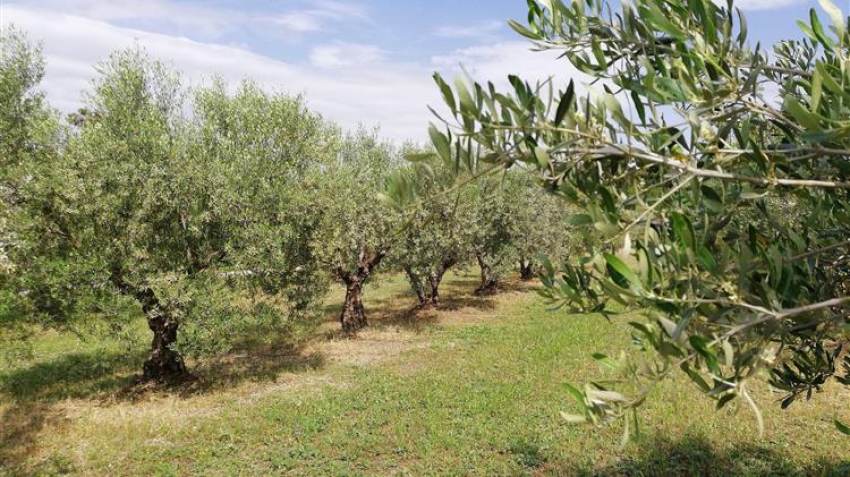 Ελαιοπαραγωγοί: Ζητούν την παρέμβαση της πολιτείας για να επιβιώσουν