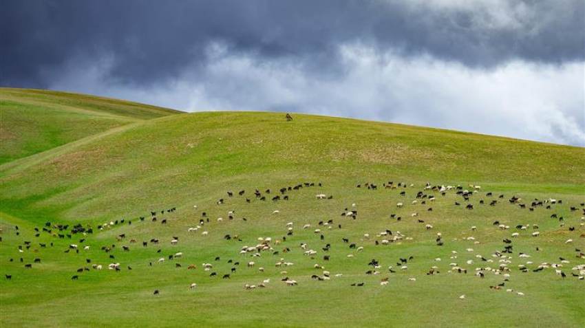 Γερμανία: Επιδοτεί τους κτηνοτρόφους με 55 ευρώ ανά ζώο για να συνεχίσουν τη βόσκηση