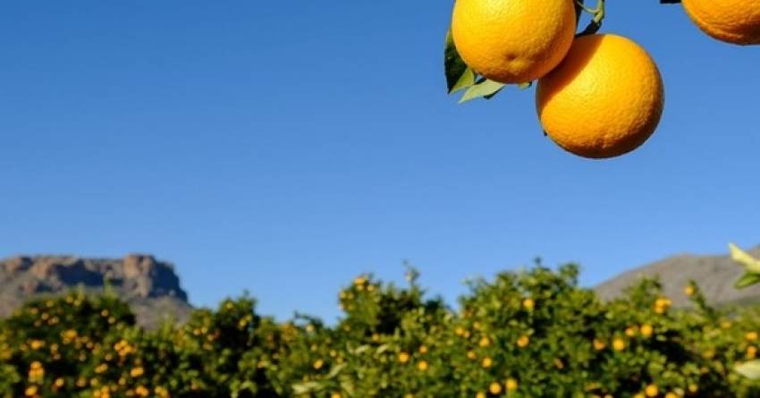 Όσο δεν πουλάνε οι παραγωγοί Lane τόσο ανεβαίνουν οι τιμές, ψηλά τα Afourer