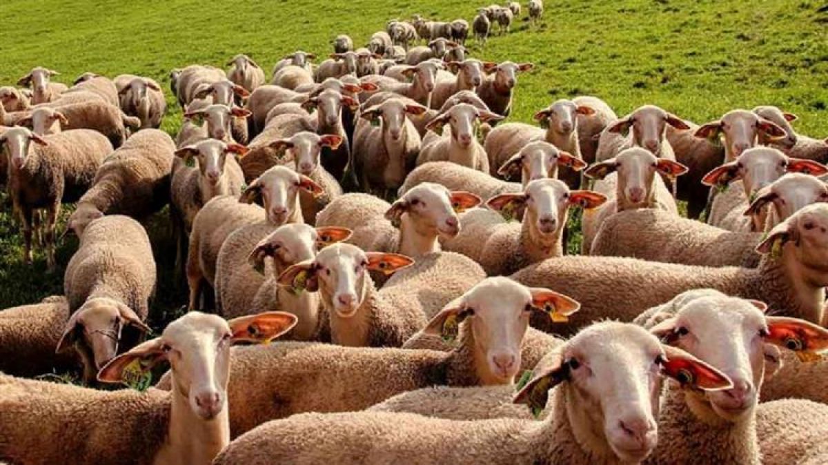 Συνδεδεμένη: Στα κάγκελα οι κτηνοτρόφοι - Πάει πίσω η πληρωμή, αδυνατούν να καλύψουν υποχρεώσεις