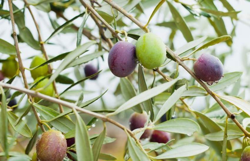 Απαγορευτικό να υποβάλλουν φάκελο οι ελαιοκαλλιεργητές στους Νέους Αγρότες
