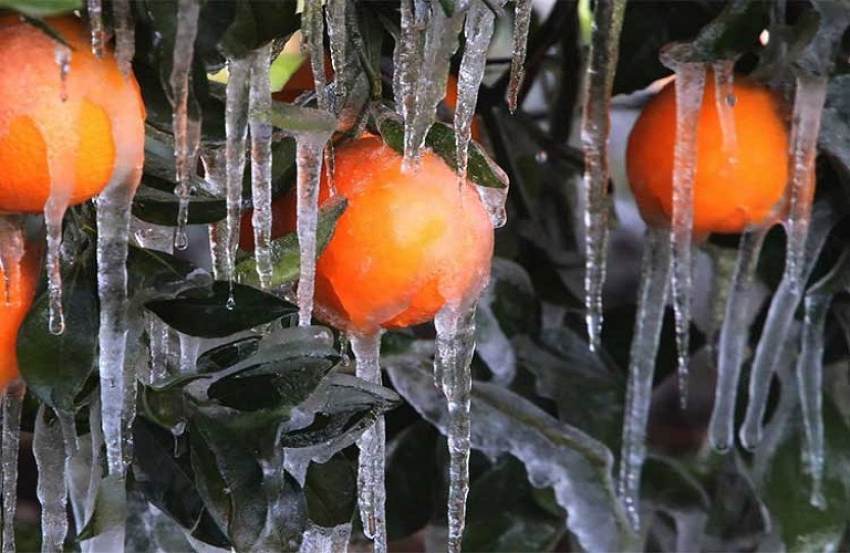 Νεοκλής Κρητικός: Αποζημίωση Παγετού 2022 - Ανακοίνωση για την ενημέρωση των συμπολιτών μου