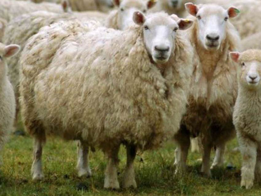 Ενημερωτική συνάντηση στην Π.Ε. Λακωνίας με κτηνοτρόφους από την περιοχή του Βασσαρά