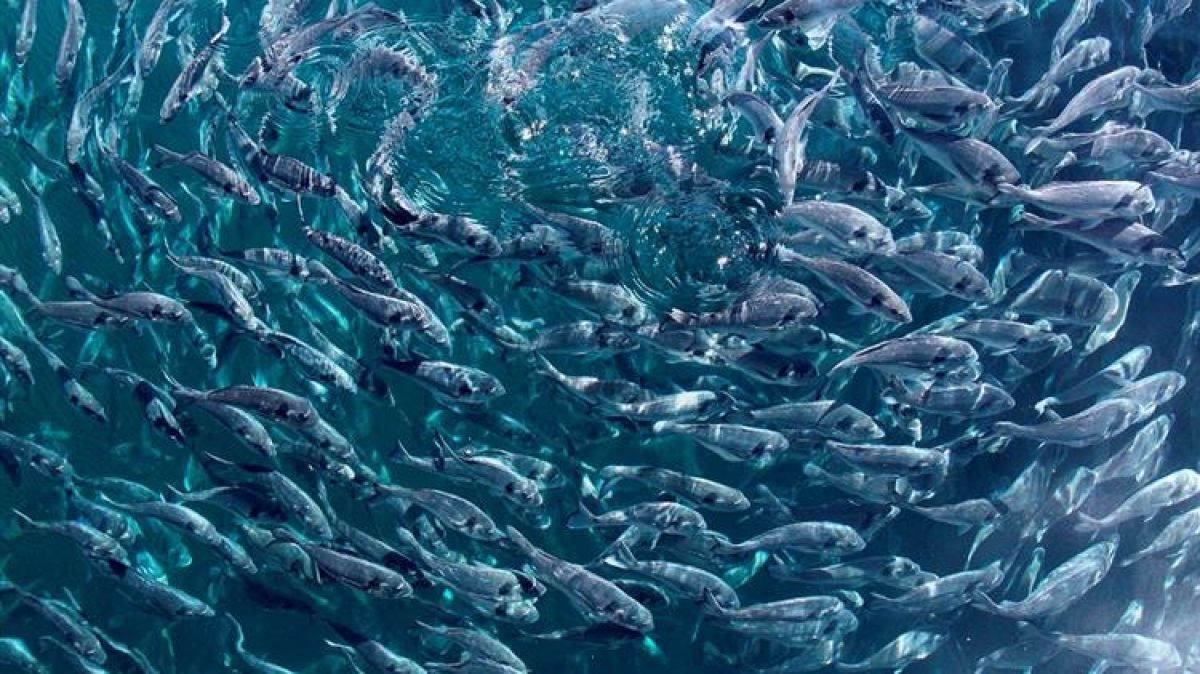 ΕΕ: Συμφωνία για όρια στα αλιεύματα για το 2022