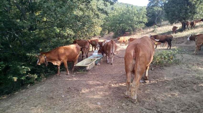 ΣΟΚ στην Κρήτη: Χάθηκε το 25% του ζωικού κεφαλαίου σε ένα χρόνο – Σε απόγνωση οι κτηνοτρόφοι