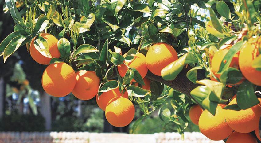 Με όπλο την ποιότητα και τα μεγέθη πάνε για υψηλότερες τιμές φέτος οι Ναβαλίνες