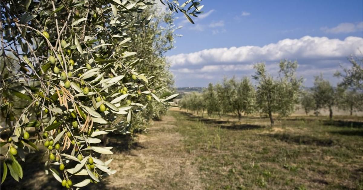 Στη Βουλή η τροπολογία που δίνει λύση στο πρόβλημα λειτουργίας των Οργανισμών Εγγείων Βελτιώσεων (ΟΕΒ)
