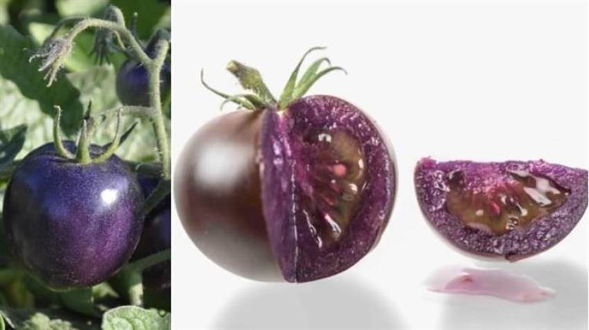 Έρχονται οι μωβ ντομάτες: Γενετικά τροποποιημένες με αντιοξειδωτικά των super foods