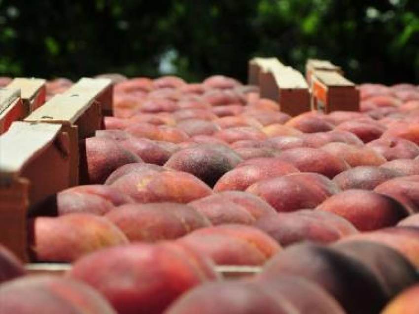 Αγρότες: Φορολογικά κίνητρα κόντρα στην «μαύρη» αγορά