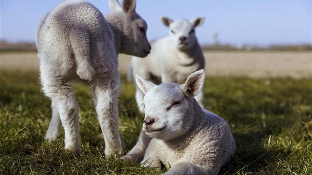 ΣΕΚ: Άμεσα μέτρα στήριξης της κτηνοτροφίας- πτηνοτροφίας