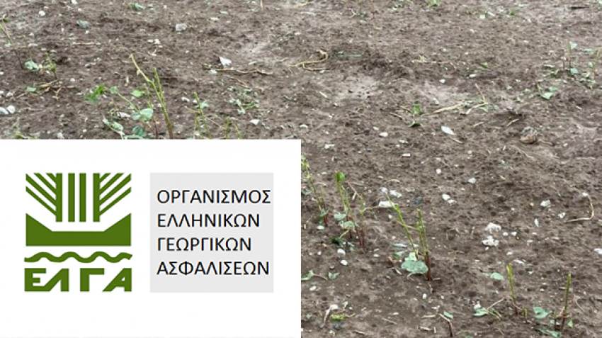 Υποβολή δηλώσεων ζημιάς ΕΛΓΑ από χαλάζι της 23-8-2022 στις Κοινότητες Κονιδίτσας και Σελλασίας