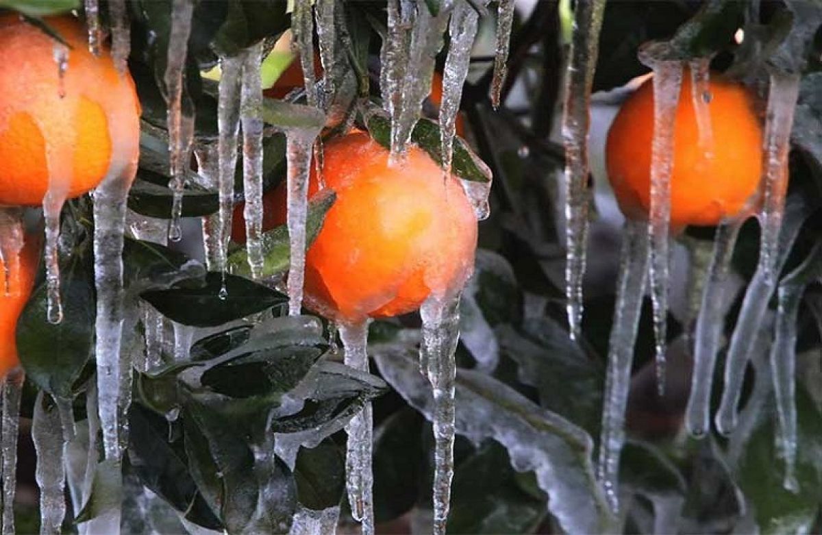Σύντομα αποζημιώσεις παγετόπληκτων παραγωγών Πελοποννήσου, λέει ο Λυκουρέντζος