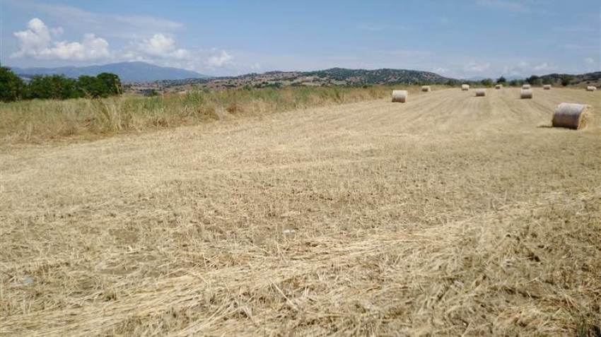 Ραγδαίες εξελίξεις με τα σιτάρια - Μοχλός η κακοκαιρία