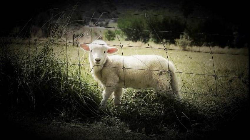 Γάλα: Πέφτει η τιμή στον κτηνοτρόφο όταν οι γαλακτοβιομηχανίες αυξάνουν τα κέρδη τους
