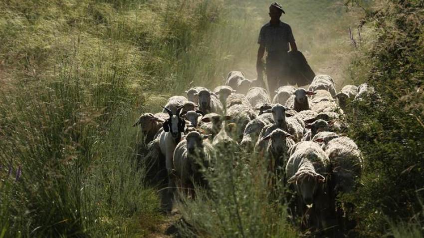 Οι κτηνοτρόφοι συμμορφώνονται με τους κανονισμούς για τα κτηνιατρικά φάρμακα