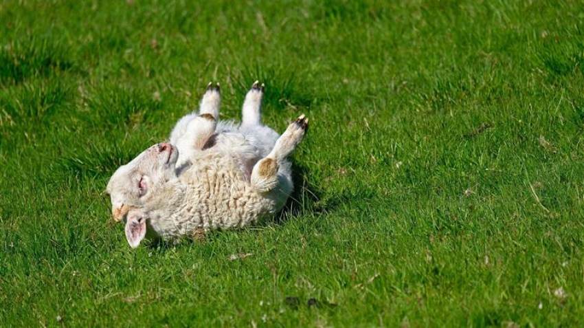 Ενίσχυση κτηνοτροφίας: Εκδόθηκε η Απόφαση Ένταξης των δικαιούχων
