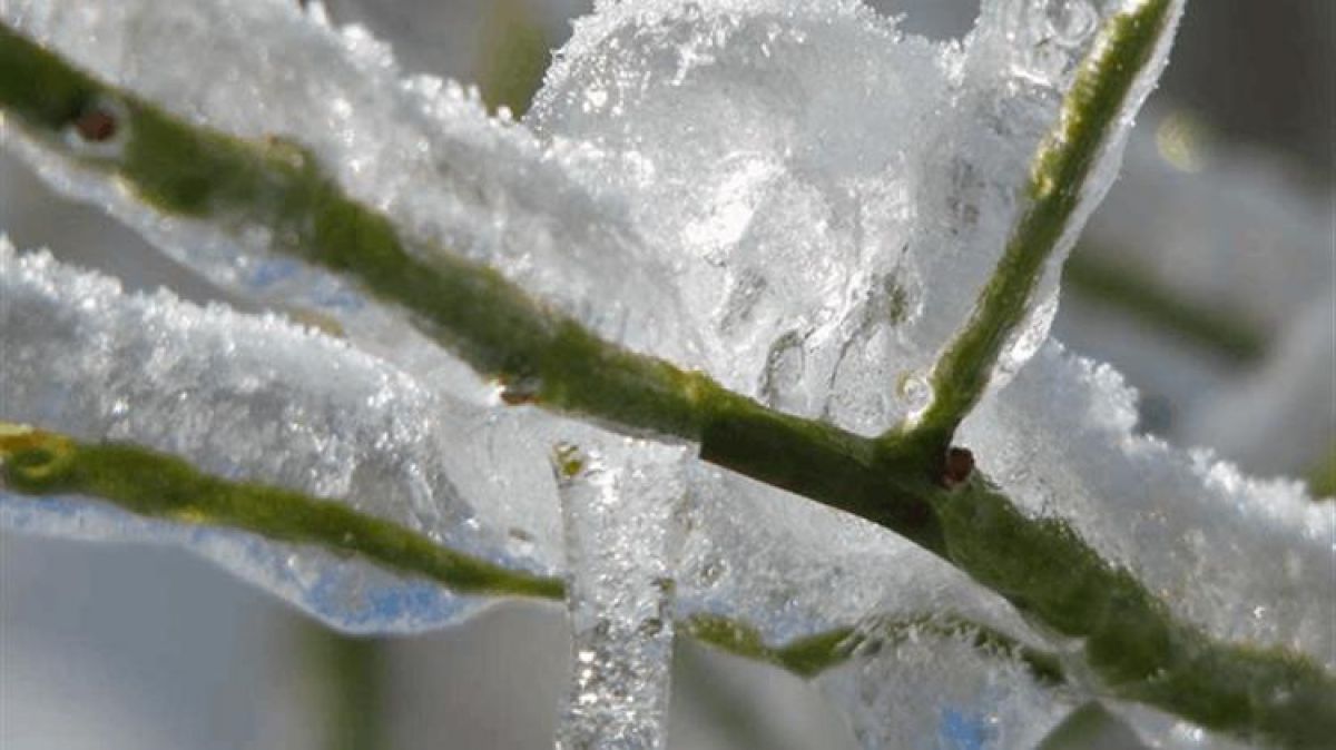 Ψηφίστηκε η τροπολογία για τον παγετό του Ιανουαρίου 2022