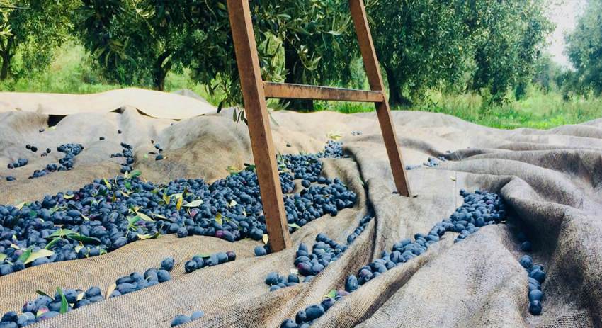 Οι Ελαιώνες Σακελλαρόπουλου «κατακτούν» και το Ισραήλ!