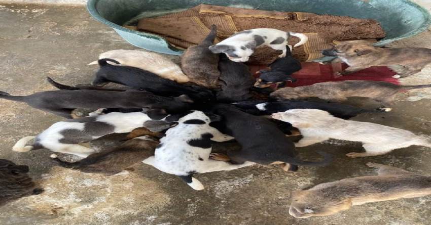 Δήμος Ευρώτα (Υπηρεσία Φροντίδας Αδέσποτων Ζώων) : Υιοθετήστε ένα αδέσποτο κουταβάκι