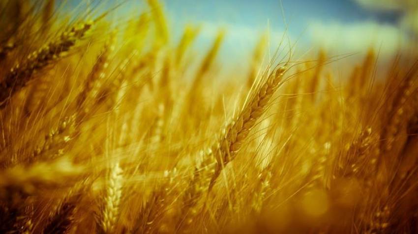 Reuters: Tο σιτάρι υποχώρησε στα προ του πολέμου της Ουκρανίας επίπεδα - Ακολουθούν καλαμπόκι και σόγια