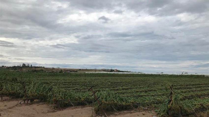 Παρά τις νέες φυτεύσεις 6.300 στρεμμάτων ετησίως ο ελληνικός αμπελώνας, παρουσιάζει σχετική μείωση