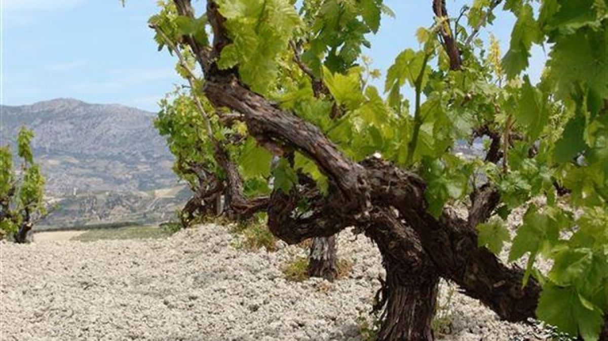 ΚΕΟΣΟΕ: Άμεση επίλυση του θέματος που αφορά την επιδότηση του μέτρου «Αναδιάρθρωση και μετατροπή αμπελώνων»