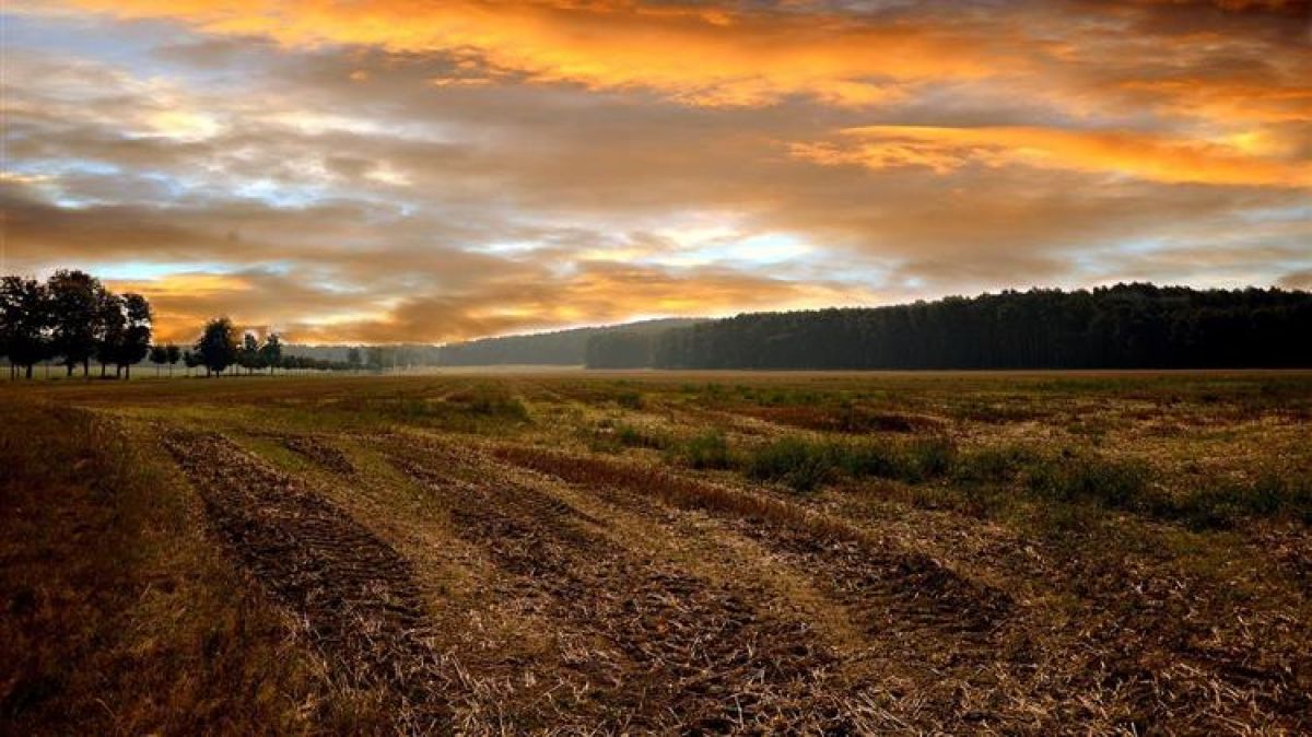 ΟΠΕΚΕΠΕ: Έναρξη της διαδικασίας μεταβίβασης δικαιωμάτων βασικής ενίσχυσης 2021