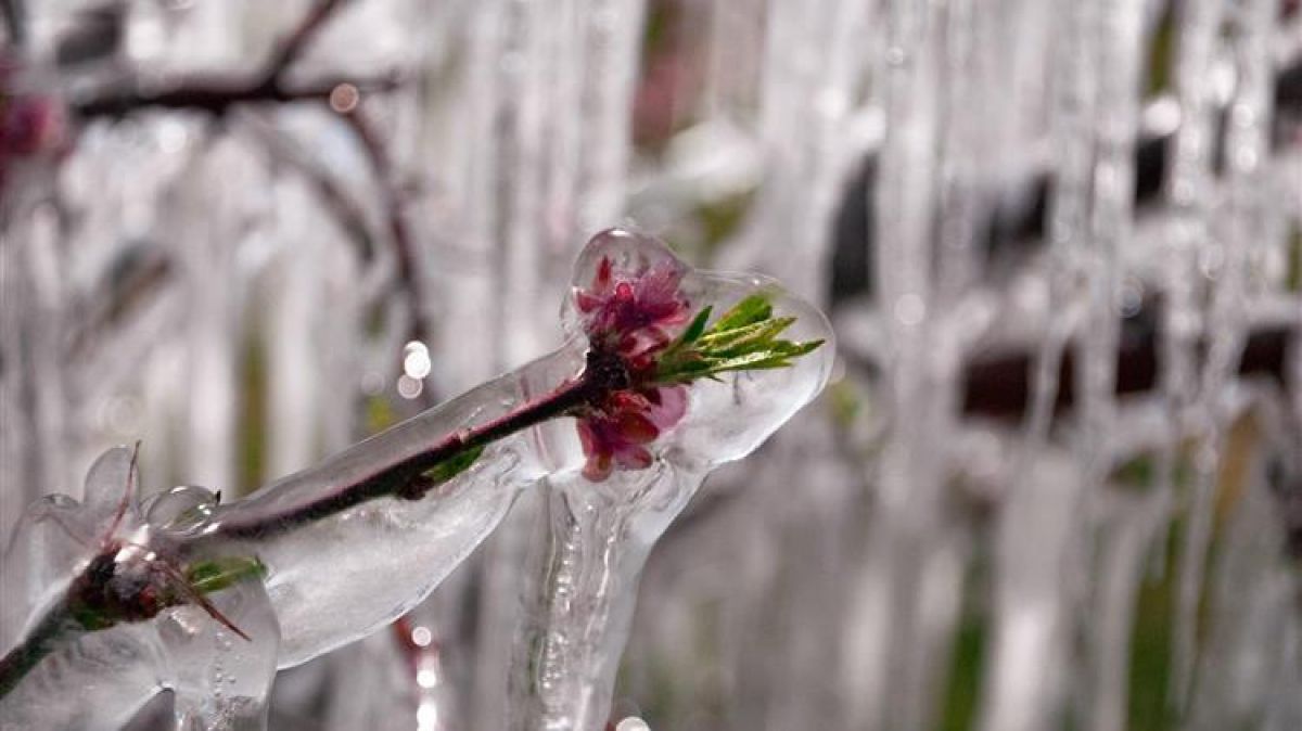 Ποικιλίες που έπαθαν ζημιές από παγετό του 2022 αλλά δεν αποζημιώνει ο ΕΛΓΑ