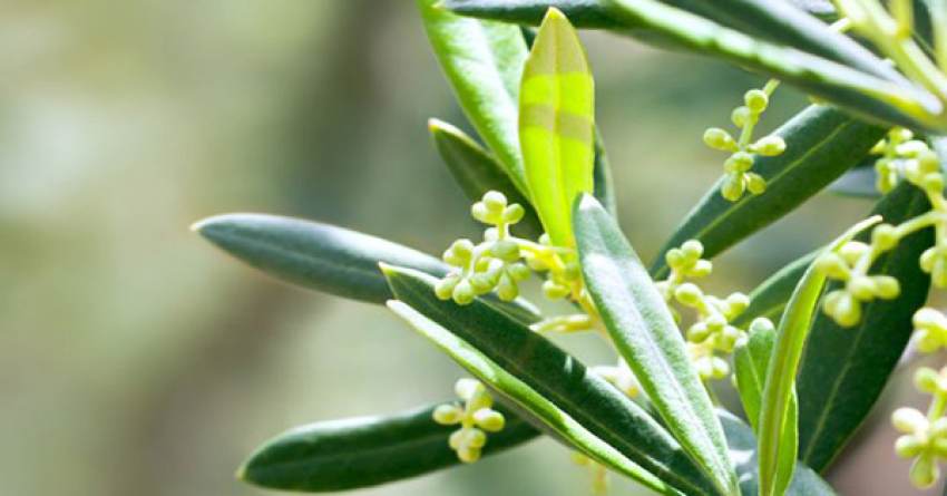 Στην κόψη του ξυραφιού λόγω... καλοκαιρίας η ελαιοπαραγωγή, άνθισαν πρόωρα οι ελιές
