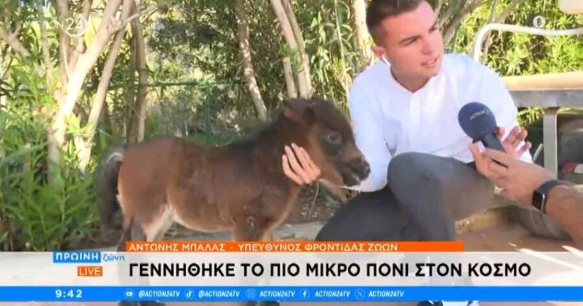 Γεννητούρια στο Αττικό Ζωολογικό Πάρκο -Ήρθε στη ζωή ένα αξιολάτρευτο μικρό πόνι News